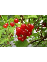 groseillier_a_grappes_rovada_-_ribes_rubrum_-_pepiniere_alsace_vegetal_local_bio_-_fruits