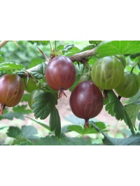 Groseillier à maquereau 'Rouge succulente' - Ribes uva-crispa  - Haie champetre  - Pepiniere Alsace - Vegetal Local Nord Est - Bio - Jardin forêt comestible - fruitier - permaculture
