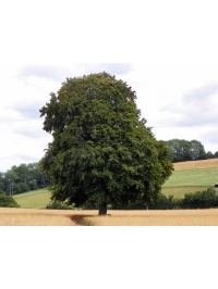 Hêtre commun - Fagus sylvatica - Haie champetre  - Pepiniere Alsace - Vegetal Local Nord Est - Bio - Jardin forêt comestible - fruitier - permaculture