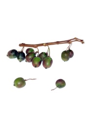Kiwaï 'Red one' - Actinidia arguta - Haie champetre  - Pepiniere Alsace - Vegetal Local Nord Est - Bio - Jardin forêt comestible - fruitier - permaculture
