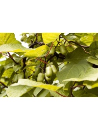 Kiwi arctique - Actinidia kolomikta - Haie champetre  - Pepiniere Alsace - Vegetal Local Nord Est - Bio - Jardin forêt comestible - fruitier - permaculture