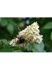 Maackie de l’Amour - Maackia amurensis - Haie champetre  - Pepiniere Alsace - Vegetal Local Nord Est - Bio - Jardin forêt comestible - fruitier - permaculture