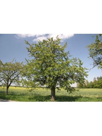Merisier - Prunus avium - Haie champetre  - Pepiniere Alsace - Vegetal Local Nord Est - Bio - Jardin forêt comestible - fruitier - permaculture