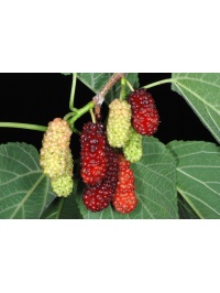 Mûrier rouge - Morus rubra - Haie champetre  - Pepiniere Alsace - Vegetal Local Nord Est - Bio - Jardin forêt comestible - fruitier - permaculture