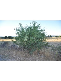 Nerprun purgatif - Rhamnus cathartica - Haie champetre  - Pepiniere Alsace - Vegetal Local Nord Est - Bio - Jardin forêt comestible - fruitier - permaculture