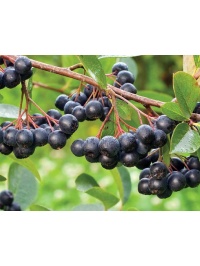 aronie_a_feuille_de_prunier_Nero_aronia_prunifolia_Nero_Haie champetre  - Pepiniere Alsace - Vegetal Local Nord Est- Bio - Jardin forêt comestible - fruitier - permaculture