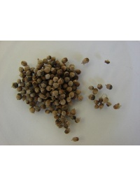 Poivrier des moines - Vitex agnus castus - Haie champetre  - Pepiniere Alsace - Vegetal Local Nord Est - Bio - Jardin forêt comestible - fruitier - permaculture