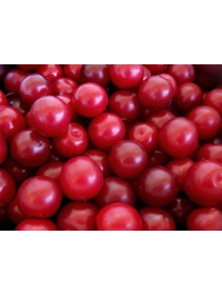 Prunier myrobolan - Prunus cerasifera myrobolana - Haie champetre  - Pepiniere Alsace - Vegetal Local Nord Est - Bio - Jardin forêt comestible - fruitier - permaculture