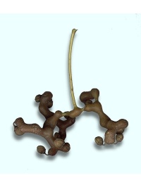 Raisinier de Chine – Arbre aux raisins secs - Hovenia dulcis - Haie champetre  - Pepiniere Alsace - Vegetal Local Nord Est - Bio - Jardin forêt comestible - fruitier - permaculture