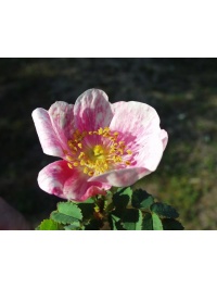 Rosier pimprenelle - Rosa spinosissima - Haie champetre  - Pepiniere Alsace - Vegetal Local Nord Est - Bio - Jardin forêt comestible - fruitier - permaculture
