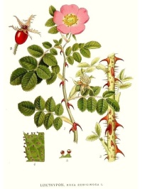 Rosier rouillé - Rosa rubiginosa - Haie champetre  - Pepiniere Alsace - Vegetal Local Nord Est - Bio - Jardin forêt comestible - fruitier - permaculture