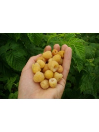 Framboisier 'Fall gold' - Rubus idaeus  - Haie champetre  - Pepiniere Alsace - Vegetal Local Nord Est - Bio - Jardin forêt comestible - fruitier - permaculture