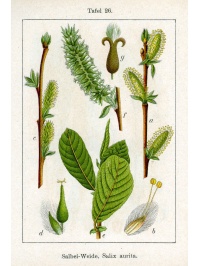 Saule à oreillettes - Salix aurita - Haie champetre  - Pepiniere Alsace - Vegetal Local Nord Est - Bio - Jardin forêt comestible - fruitier - permaculture
