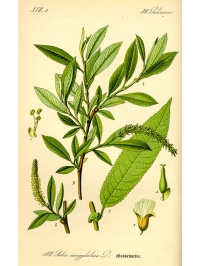 Saule à trois étamines - Salix triandra - Haie champetre  - Pepiniere Alsace - Vegetal Local Nord Est - Bio - Jardin forêt comestible - fruitier - permaculture