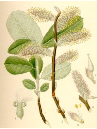 Saule cendré - Salix cinerea - Haie champetre  - Pepiniere Alsace - Vegetal Local Nord Est - Bio - Jardin forêt comestible - fruitier - permaculture