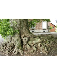 Tilleul à grandes feuilles - Tilia platyphyllos - Haie champetre  - Pepiniere Alsace - Vegetal Local Nord Est - Bio - Jardin forêt comestible - fruitier - permaculture