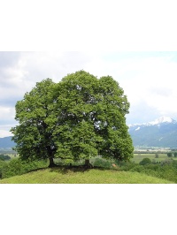 Tilleul à petites feuilles - Tilia cordata  - Haie champetre  - Pepiniere Alsace - Vegetal Local Nord Est - Bio - Jardin forêt comestible - fruitier - permaculture
