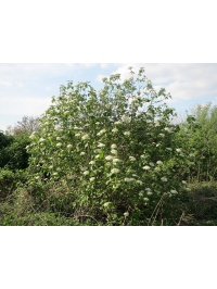 Viorne lantane - Viburnum lantana - Haie champetre  - Pepiniere Alsace - Vegetal Local Nord Est - Bio - Jardin forêt comestible - fruitier - permaculture