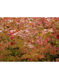 Viorne obier - Viburnum opulus - Haie champetre  - Pepiniere Alsace - Vegetal Local Nord Est - Bio - Jardin forêt comestible - fruitier - permaculture