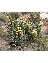 Yucca banane - Yucca baccata - Haie champetre  - Pepiniere Alsace - Vegetal Local Nord Est - Bio - Jardin forêt comestible - fruitier - permaculture