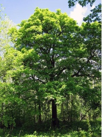 Alisier torminal - Sorbus torminalis- Haie champetre - Pepiniere Alsace - Vegetal Local Nord Est- Bio