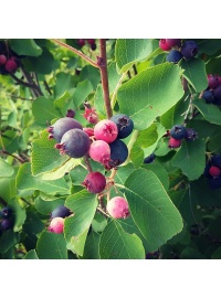 Amelanchier_a_grande_fleur__Prince_William - Amelanchier grandiflora - aie champetre - Pepiniere Alsace - Vegetal Local Nord Est- Bio
