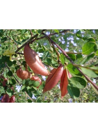 Baguenaudier - Colutea arborescens - Haie champetre  - Pepiniere Alsace - Vegetal Local Nord Est - Bio - Jardin forêt comestible - fruitier - permaculture