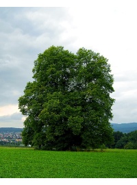 Charme - Carpinus betulus - Haie champetre  - Pepiniere Alsace - Vegetal Local Nord Est - Bio - Jardin forêt comestible - fruitier - permaculture