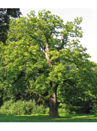 Châtaignier - Castanea sativa - Haie champetre  - Pepiniere Alsace - Vegetal Local Nord Est - Bio - Jardin forêt comestible - fruitier - permaculture