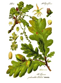 Chêne pédonculé - Quercus robur - Haie champetre  - Pepiniere Alsace - Vegetal Local Nord Est - Bio - Jardin forêt comestible - fruitier - permaculture