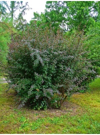 Épine-vinette - Berberis vulgaris - Haie champetre  - Pepiniere Alsace - Vegetal Local Nord Est - Bio - Jardin forêt comestible - fruitier - permaculture
