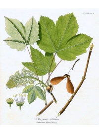 Érable sycomore - Acer pseudoplatanus  - Haie champetre  - Pepiniere Alsace - Vegetal Local Nord Est - Bio - Jardin forêt comestible - fruitier - permaculture