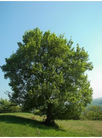 Érable champêtre - Acer campestre - Haie champetre  - Pepiniere Alsace - Vegetal Local Nord Est - Bio - Jardin forêt comestible - fruitier - permaculture
