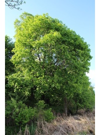 Érable plane - Acer platanoides  - Haie champetre  - Pepiniere Alsace - Vegetal Local Nord Est - Bio - Jardin forêt comestible - fruitier - permaculture
