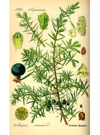 Genévrier commun - Juniperus communis - Haie champetre  - Pepiniere Alsace - Vegetal Local Nord Est - Bio - Jardin forêt comestible - fruitier - permaculture
