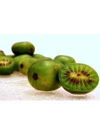 Kiwaï 'Geneva' - Actinidia arguta   - Haie champetre  - Pepiniere Alsace - Vegetal Local Nord Est - Bio - Jardin forêt comestible - fruitier - permaculture