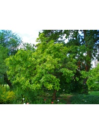 Néflier - Crataegus germanica - Haie champetre  - Pepiniere Alsace - Vegetal Local Nord Est - Bio - Jardin forêt comestible - fruitier - permaculture