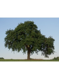 Poirier sauvage - Pyrus communis subsp. Pyraster  - Haie champetre  - Pepiniere Alsace - Vegetal Local Nord Est - Bio - Jardin forêt comestible - fruitier - permaculture