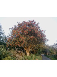 Sorbier des oiseleurs - Sorbus aucuparia - Haie champetre  - Pepiniere Alsace - Vegetal Local Nord Est - Bio - Jardin forêt comestible - fruitier - permaculture