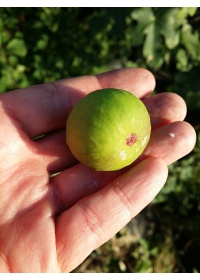 Figuier 'Türkiye' verte - Ficus carica - Haie champetre  - Pepiniere Alsace - Vegetal Local Nord Est - Bio - Jardin forêt comestible - fruitier - permaculture