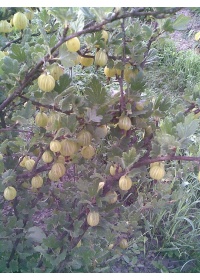 Groseillier à maquereau 'Hinnonmaki jaune' - Ribes uva-crispa  - Haie champetre  - Pepiniere Alsace - Vegetal Local Nord Est - Bio - Jardin forêt comestible - fruitier - permaculture