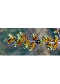 Argousier_male_pollmix_hippophae_rhamnoides_Haie champetre  - Pepiniere Alsace - Vegetal Local Nord Est- Bio - Jardin forêt comestible - fruitier - permaculture