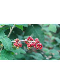 Sumac aromatique 'Grow low' – Vinaigrier couvre-sol - Rhus aromatica 'Grow low' - Haie champetre  - Pepiniere Alsace - Vegetal Local Nord Est - Bio - Jardin forêt comestible - fruitier - permaculture