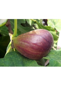 Figuier 'Italia' violette - Ficus carica - Haie champetre  - Pepiniere Alsace - Vegetal Local Nord Est - Bio - Jardin forêt comestible - fruitier - permaculture