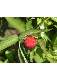 Framboisier Fraise Japonais - Rubus illecebrosus - Haie champetre  - Pepiniere Alsace - Vegetal Local Nord Est - Bio - Jardin forêt comestible - fruitier - permaculture