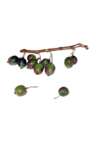 Kiwaï 'Red one' - Actinidia arguta - Haie champetre  - Pepiniere Alsace - Vegetal Local Nord Est - Bio - Jardin forêt comestible - fruitier - permaculture