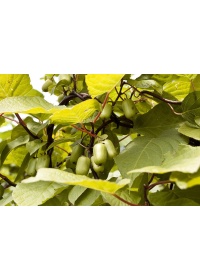 Kiwi arctique - Actinidia kolomikta - Haie champetre  - Pepiniere Alsace - Vegetal Local Nord Est - Bio - Jardin forêt comestible - fruitier - permaculture