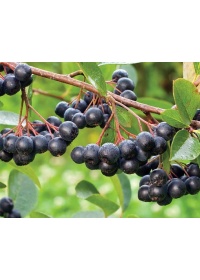 aronie_a_feuille_de_prunier_Nero_aronia_prunifolia_Nero_Haie champetre  - Pepiniere Alsace - Vegetal Local Nord Est- Bio - Jardin forêt comestible - fruitier - permaculture