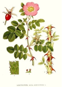 Rosier rouillé - Rosa rubiginosa - Haie champetre  - Pepiniere Alsace - Vegetal Local Nord Est - Bio - Jardin forêt comestible - fruitier - permaculture