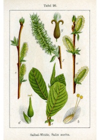 Saule à oreillettes - Salix aurita - Haie champetre  - Pepiniere Alsace - Vegetal Local Nord Est - Bio - Jardin forêt comestible - fruitier - permaculture
